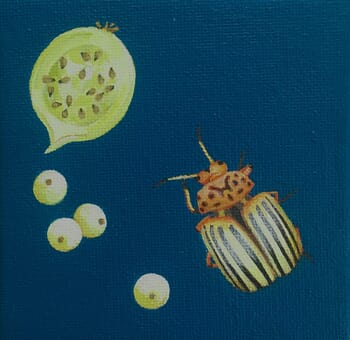 Leptinotarsa decemlineata by Sarah Goldbart