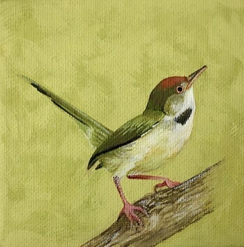 Orthotomus sutorius by Sarah Goldbart