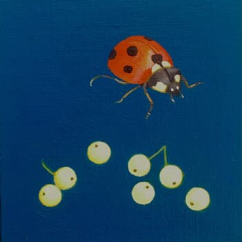 Coccinella septempunctata  by Sarah Goldbart