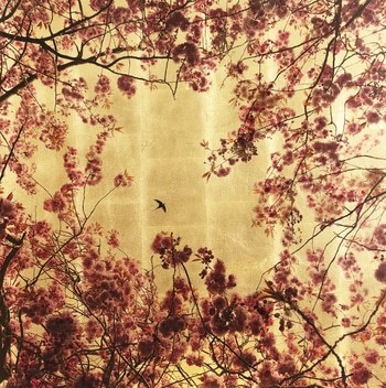 Prunus Detail I by Robert Pereira Hind