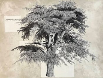 Portrait d’un cèdre o 3 carrés  par Cyrille Borgnet Dupont