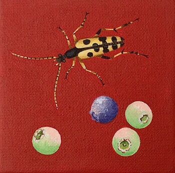 Typocerus sparus by Sarah Goldbart