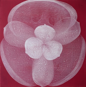 Magnolia  by Jitka Anlaufova