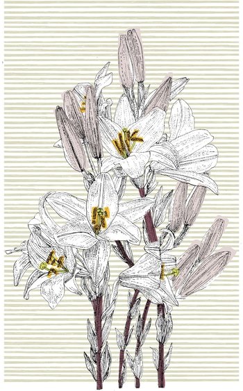 Italian Lily  by Clare Halifax