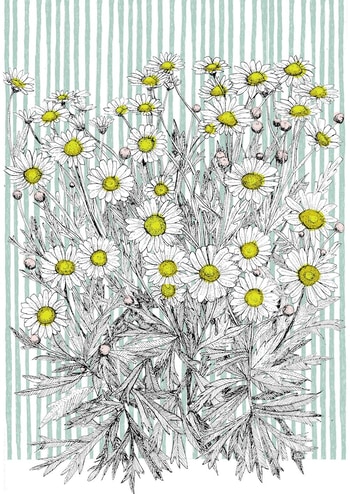 Danish Daisy  by Clare Halifax
