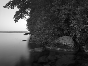 Mulberry Tree Study at Dawn by Geoffrey Ansel Agrons