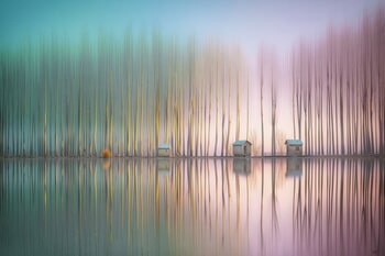 MAGICAL FOREST by HOLLY WATT