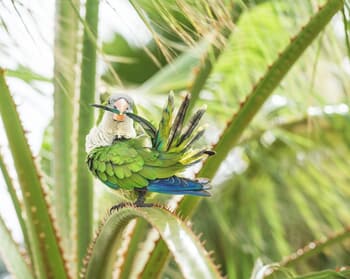 GREEN MONK PARROT by Andrew Lever