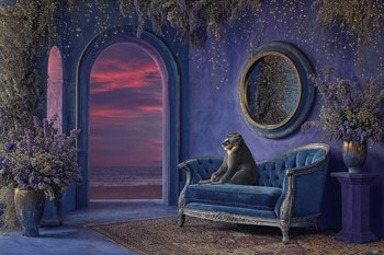 MONKEY'S NOCTURNE by HOLLY WATT