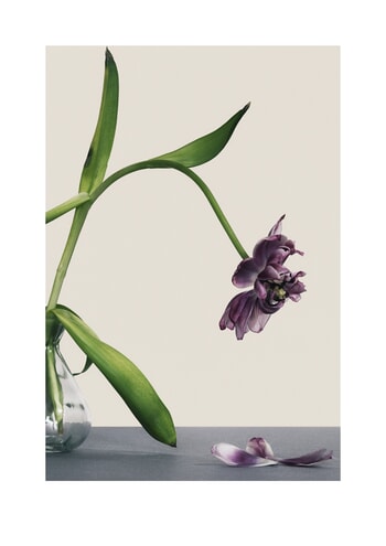 Fallen Petals by Louis Savage