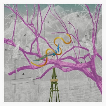 The Peacock par Steve Moors