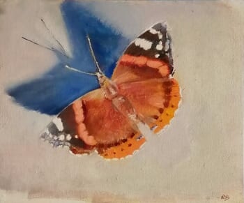 Red admiral by Rosemary Burn
