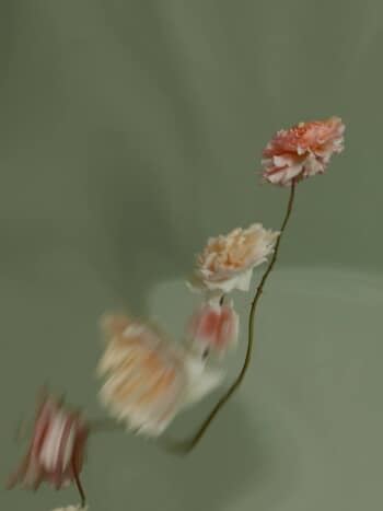 ENGLISH ROSES I by Andrea Zvadova