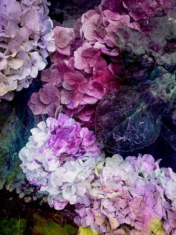 Hortensia I by Viet Ha Tran