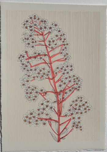 Norwegian Pyramidal Saxifrage  by Clare Halifax