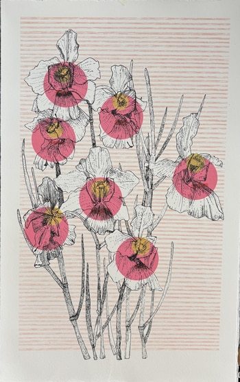 Singapore Orchid  by Clare Halifax