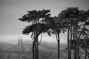 Monterey Pine Composition by Geoffrey Ansel Agrons