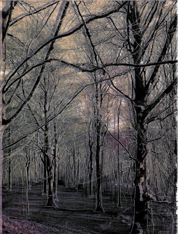 Les Vibrations de la forêt #21 by Gaëlle Cueff