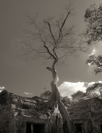 Kodama II (Ta Prohm, Cambodia) by Geoffrey Ansel Agrons