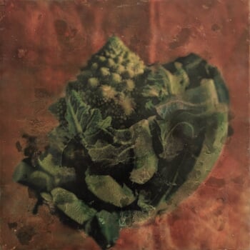 Brassica oleracea Botrydis 2 by Gaëlle Cueff