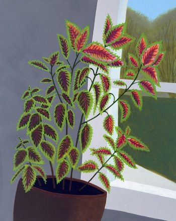 Coleus in Window by Michael Pfleghaar