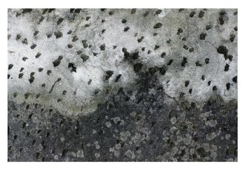 Bentota - 1 of 10 Limited Edition Photograph by Gina Parr Photography