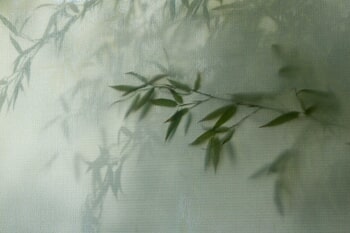 Bamboo by Kimberly Poppe