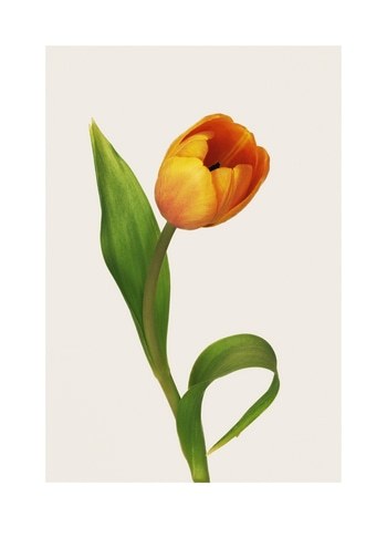 Tilted Bloom by Louis Savage