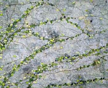 Vitalité by Sophie Cantou