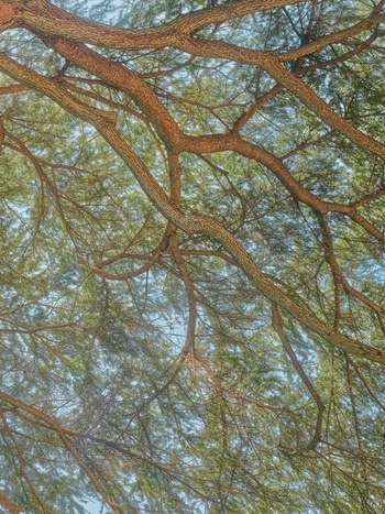 Flying Carpets – Himalayan Cedar par Filippo Brancoli Pantera