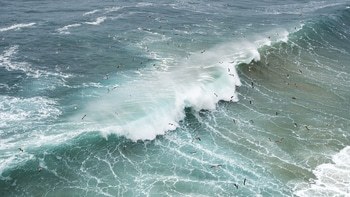 WAVE FLOCK by Andrew Lever