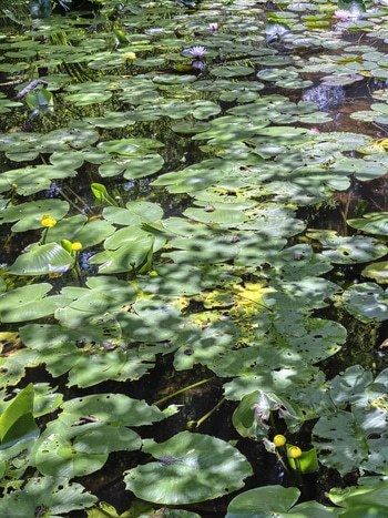 Flying Carpets – Water Lilies II par Filippo Brancoli Pantera
