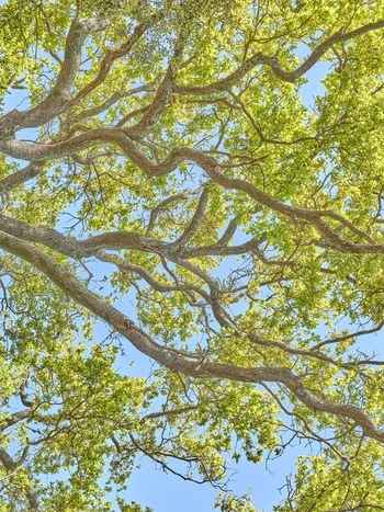 Flying Carpets – Pedunculate Oak  par Filippo Brancoli Pantera