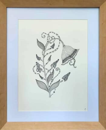 Spineaflore petalea par Clémentine Vauchelet