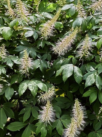 Flying Carpets – Bottlebrush Buckeye  par Filippo Brancoli Pantera