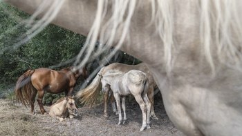 THE AFTERNOON NAP by Andrew Lever