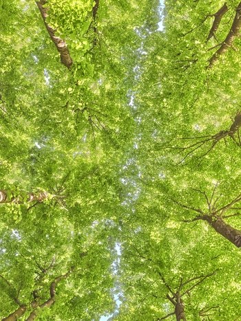 Flying Carpets – Cosmogonic linden by Filippo Brancoli Pantera