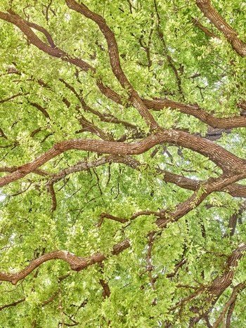 Flying Carpets – Pinocchio's Oak par Filippo Brancoli Pantera