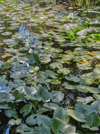 Flying Carpets – Water Lilies I par Filippo Brancoli Pantera