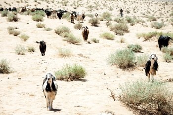Les biquettes par Lise Hébuterne