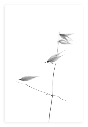 In light of current events IV von Tal Paz-Fridman