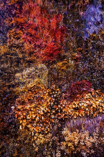 Wall of Nature LXII (Framed) by Viet Ha Tran