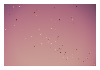 Gulf of Eilat #2 von Tal Paz-Fridman