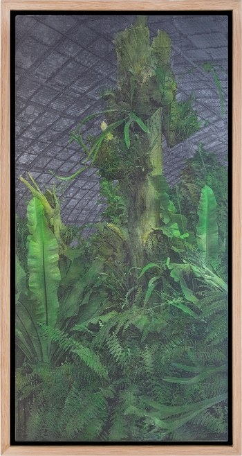 Les serres d'Auteuil XV by Eric Mercier