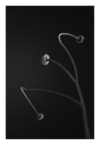 In light of current events VII by Tal Paz-Fridman