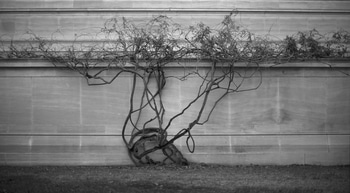 Insurrection I (Washington, DC) by Geoffrey Ansel Agrons