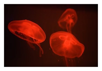 At the aquarium #4 von Tal Paz-Fridman