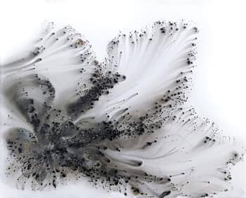 Nature 520 von Muriel Napoli