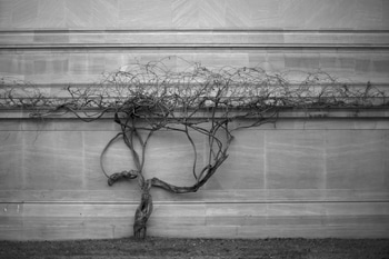 Insurrection II (Washington, DC) by Geoffrey Ansel Agrons