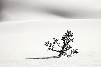 Jeune pousse by Lise Hébuterne